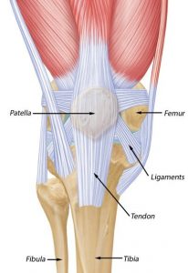 Patella Stabiliser: image 4